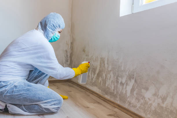 Licensed Mold Testing service in McClure, PA - WQB Mold Removal
