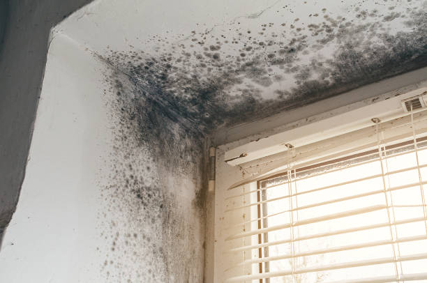 Affordable Mold Testing solutions in McClure, PA